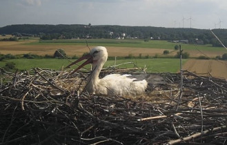 Obraz podglądu z kamery internetowej storks Gniew